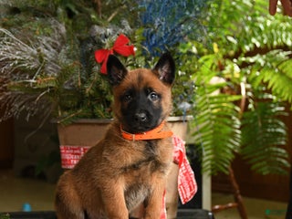Belgian Malinois dogs Tangerine - Ad 13