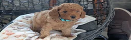 Toy Poodle dogs for sale: Wyman - Ad 9