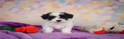 Maltipoo dogs for sale: Trixie - Ad 10