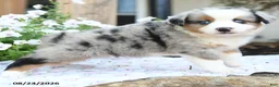Miniature Australian Shepherd dogs for sale: Wilbur - Ad 4