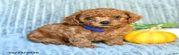 Maltipoo dogs for sale: Jasper - Ad 3