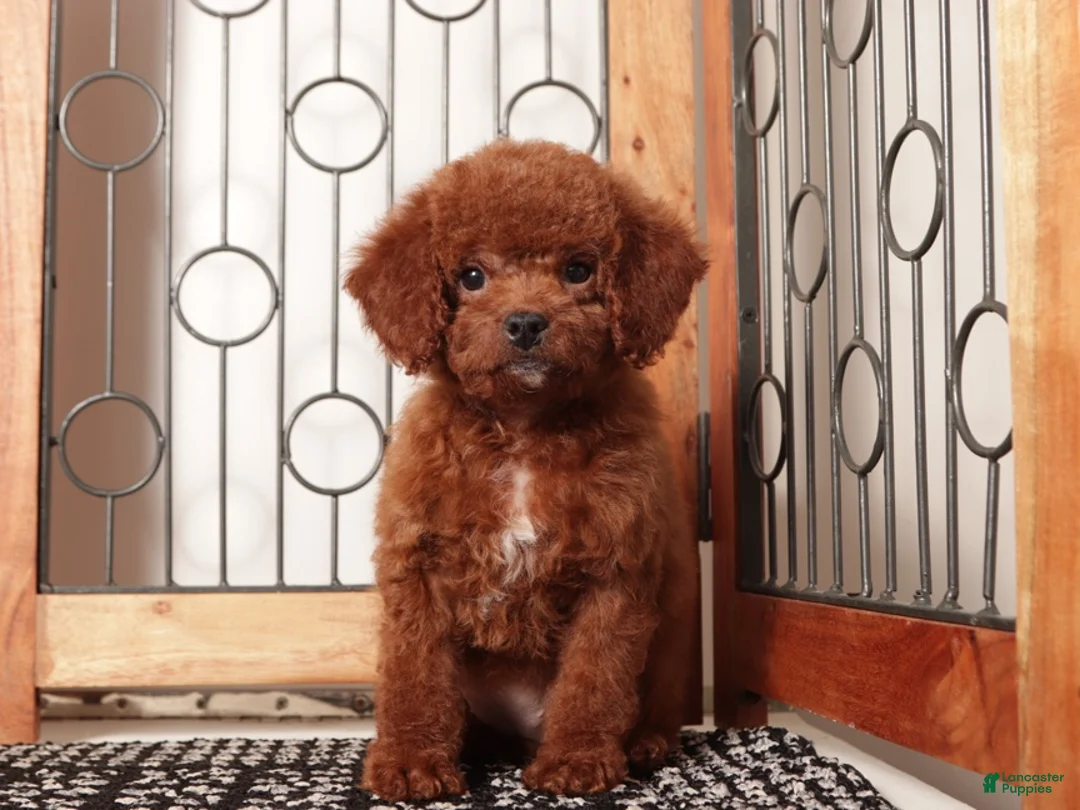 Mini Goldendoodle dogs for sale: Bonny - F1B Female Mini Goldendoodle  - Ad 4