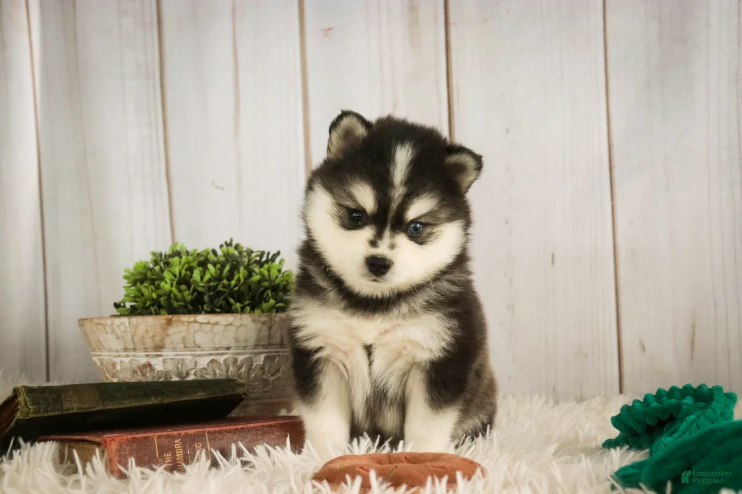 Pomsky dogs for sale: Sterling - Ad 7