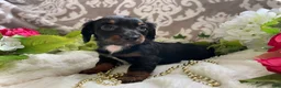 Miniature Dachshund dogs for sale: Kira - Ad 2