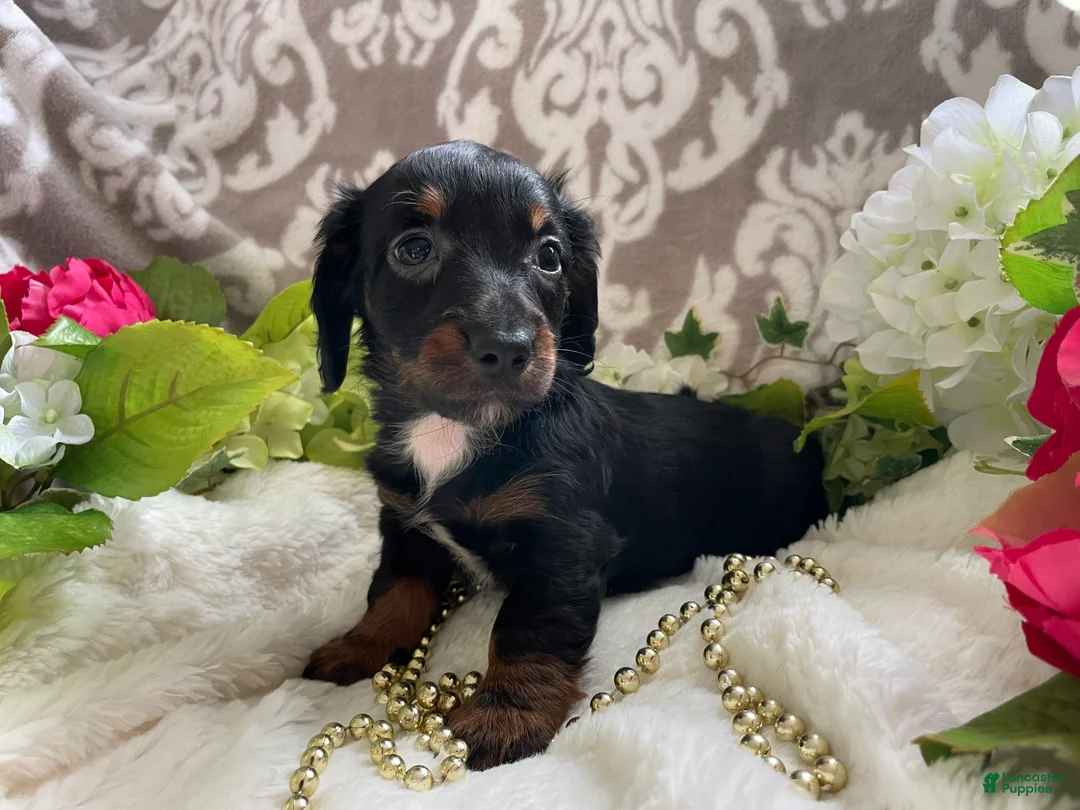 Miniature Dachshund dogs for sale: Kira - Ad 2
