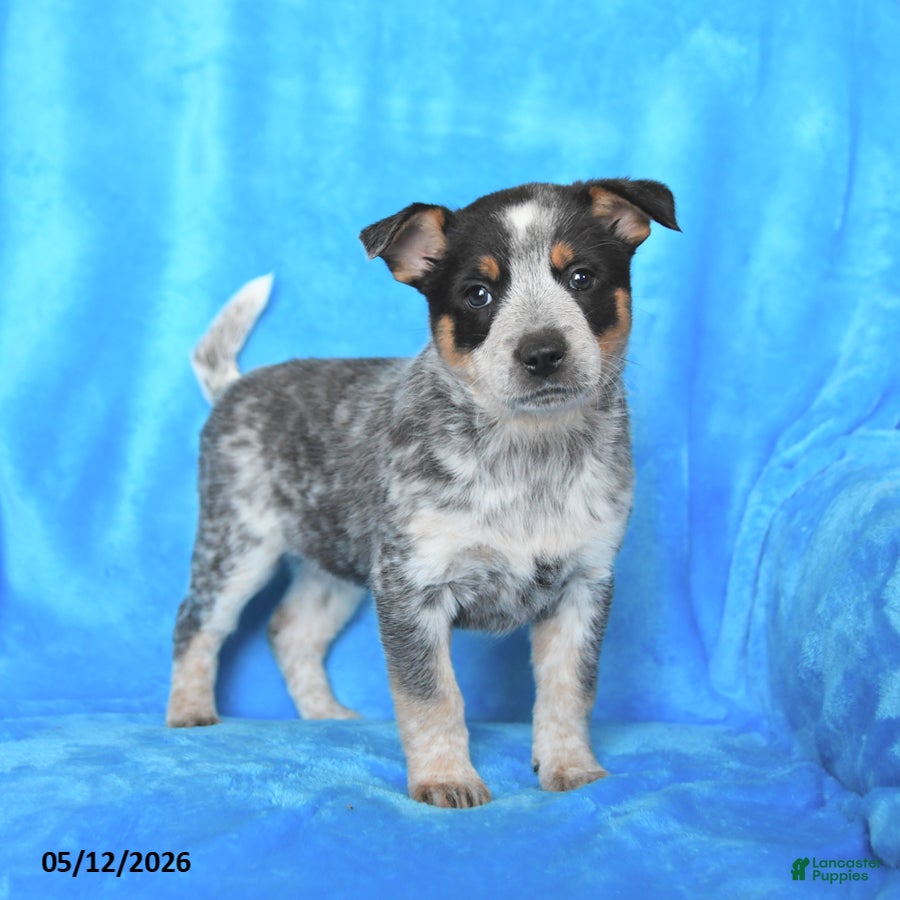 Australian Cattle Dog dogs Rosie - Ad 1