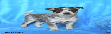 Rosie