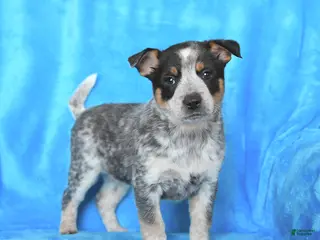 Australian Cattle Dog dogs for sale: Rosie - Ad 4