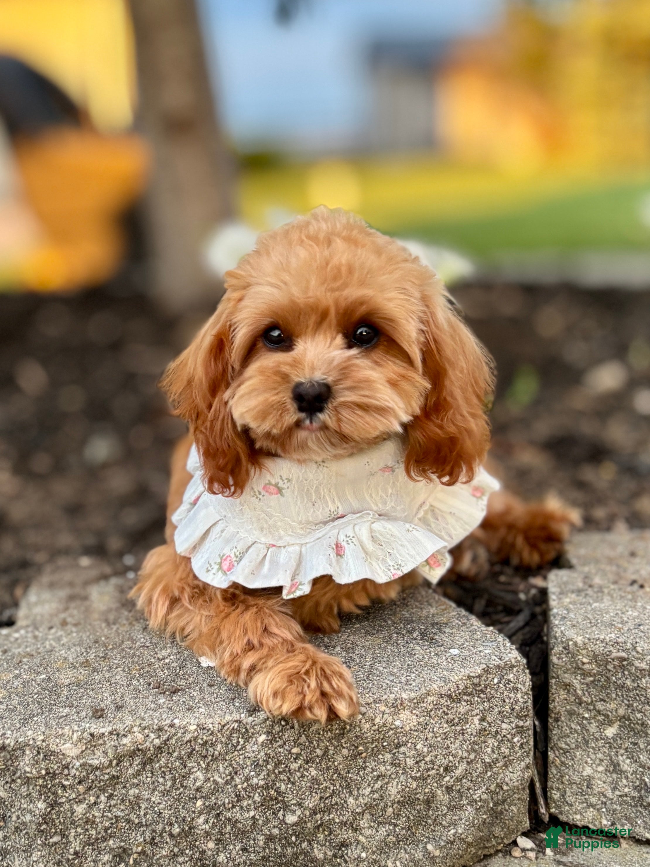 Cavapoo dogs Blossom Cavapoo Puppy  - Ad 1