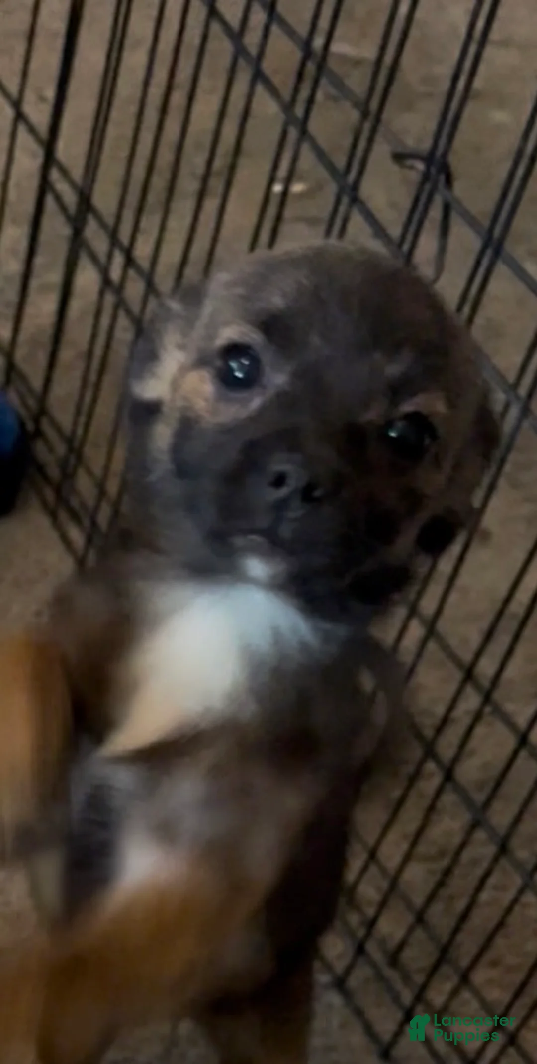 Chihuahua dogs for sale: Chihuahua Puppy 1 - Ad 1