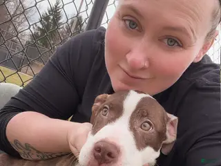 Mixed Breed dogs Spud - Ad 28