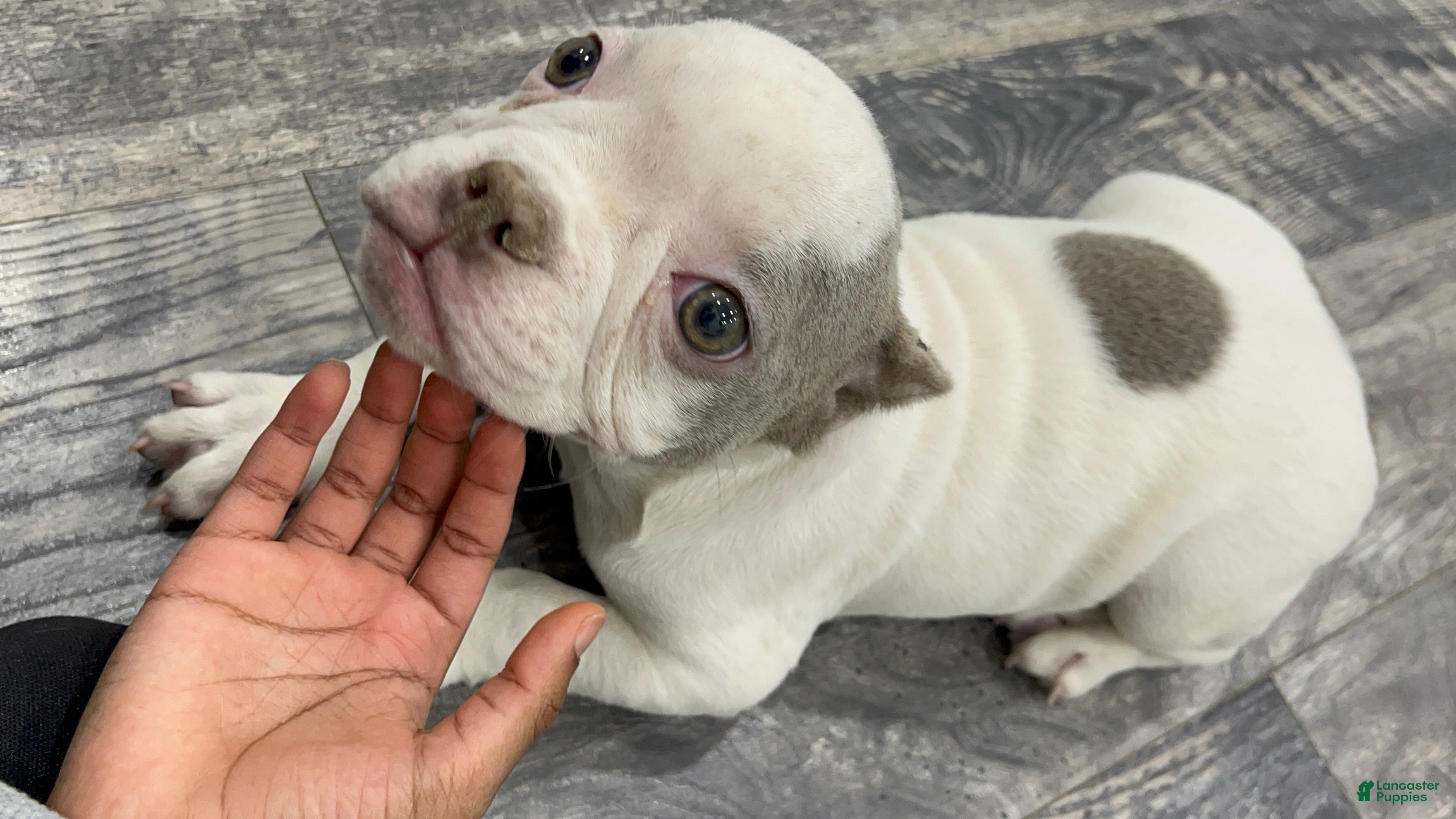 American Bully dogs for sale: Angel  - Ad 2