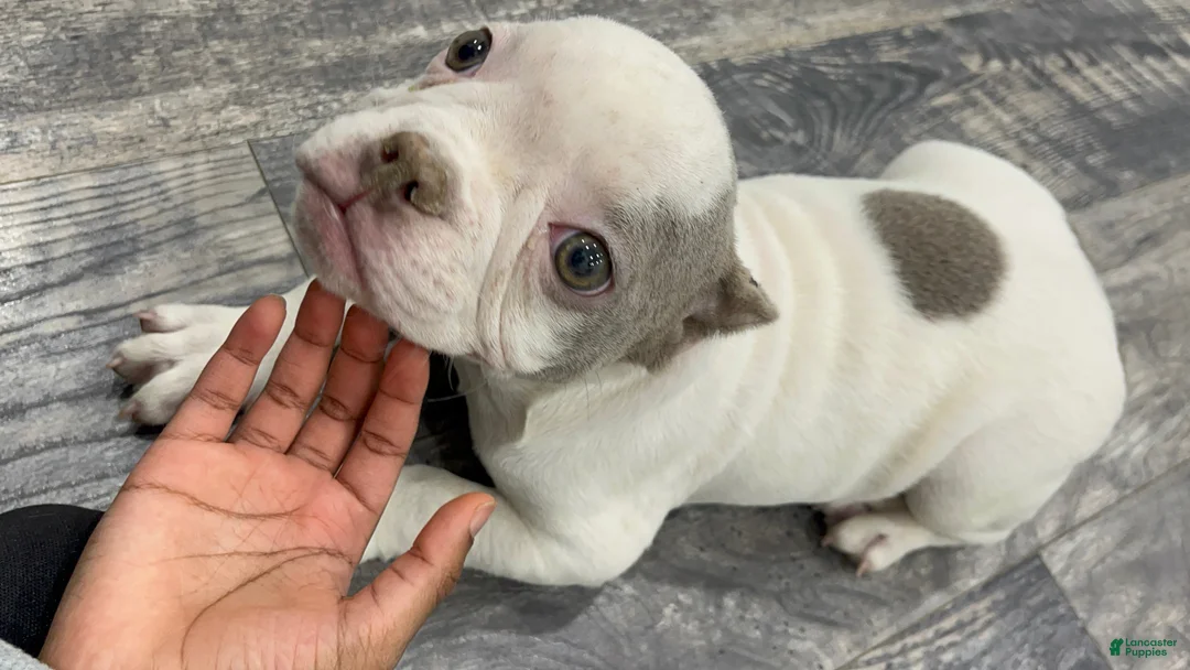 American Bully dogs for sale: Angel  - Ad 1