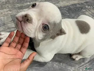 American Bully dogs for sale: Angel - Ad 2