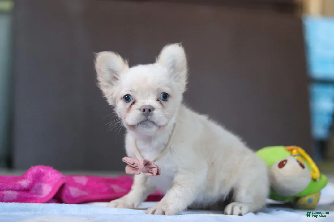 French Bulldog dogs for sale: Angela - Ad 6