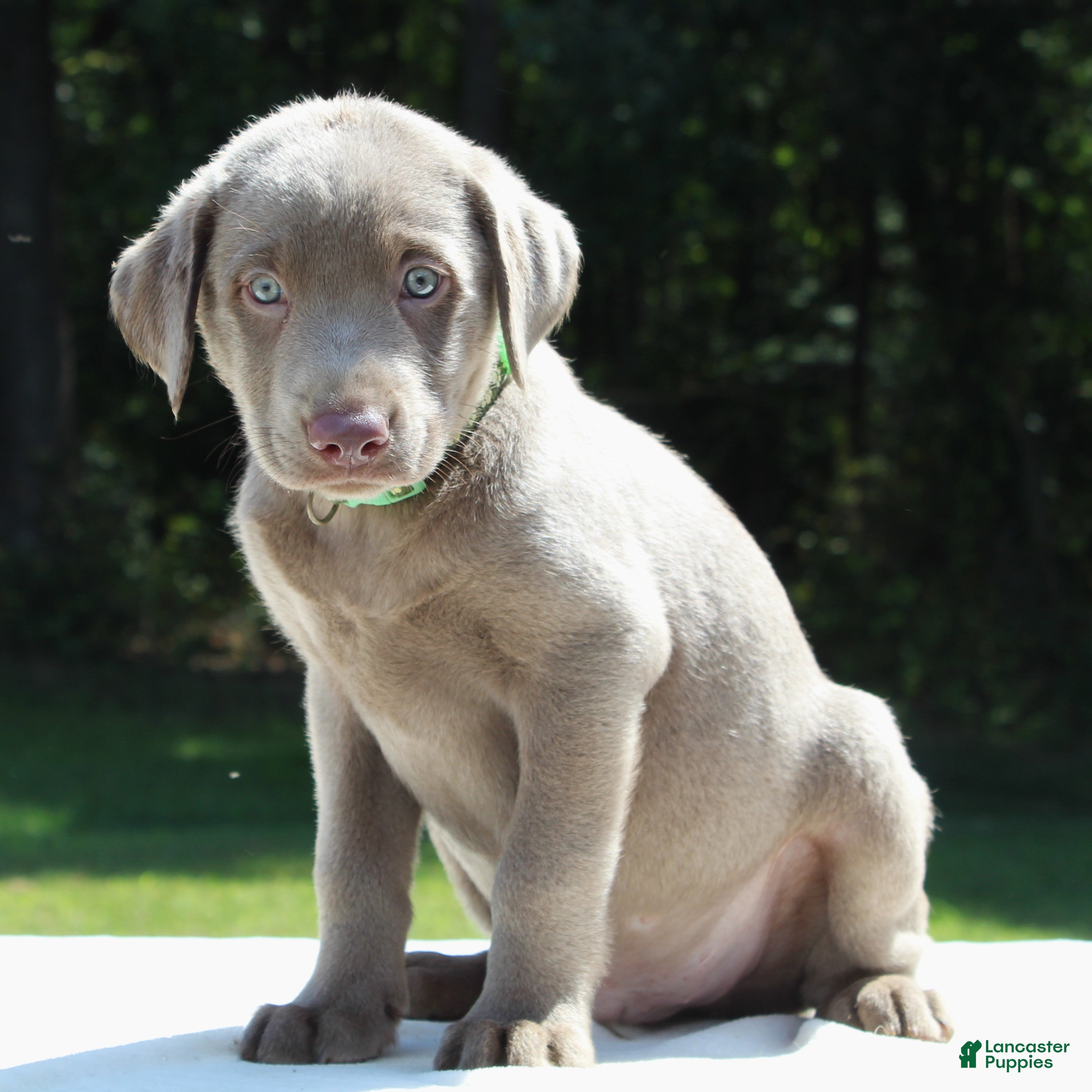 Labrador Retriever dogs for sale: Toby - Ad 4