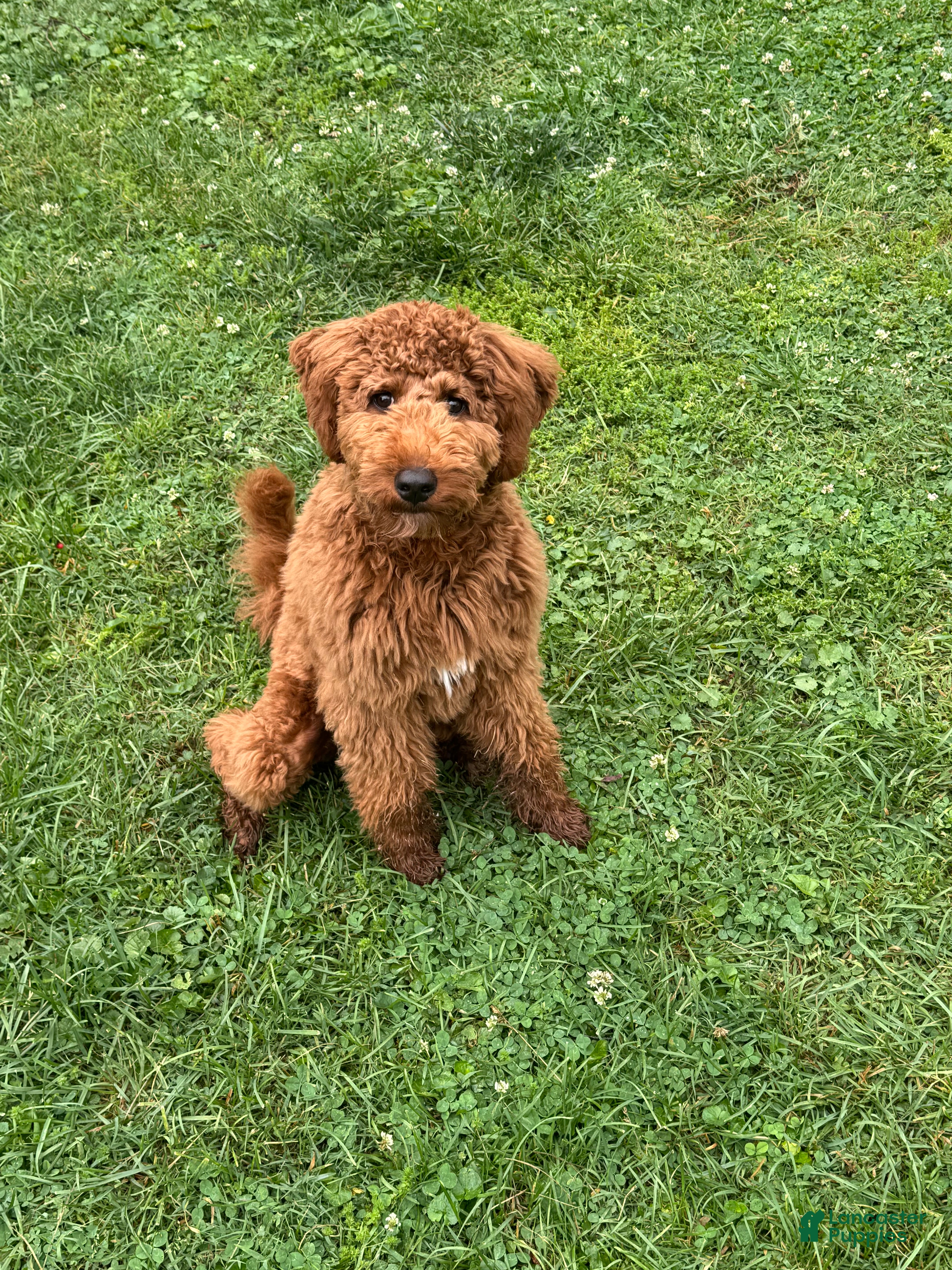 Mini Goldendoodle dogs Mini Goldendoodle Puppy 2 - Ad 15