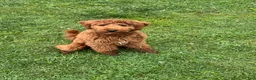 Mini Goldendoodle dogs for sale: Mini Goldendoodle Puppy 2 - Ad 1