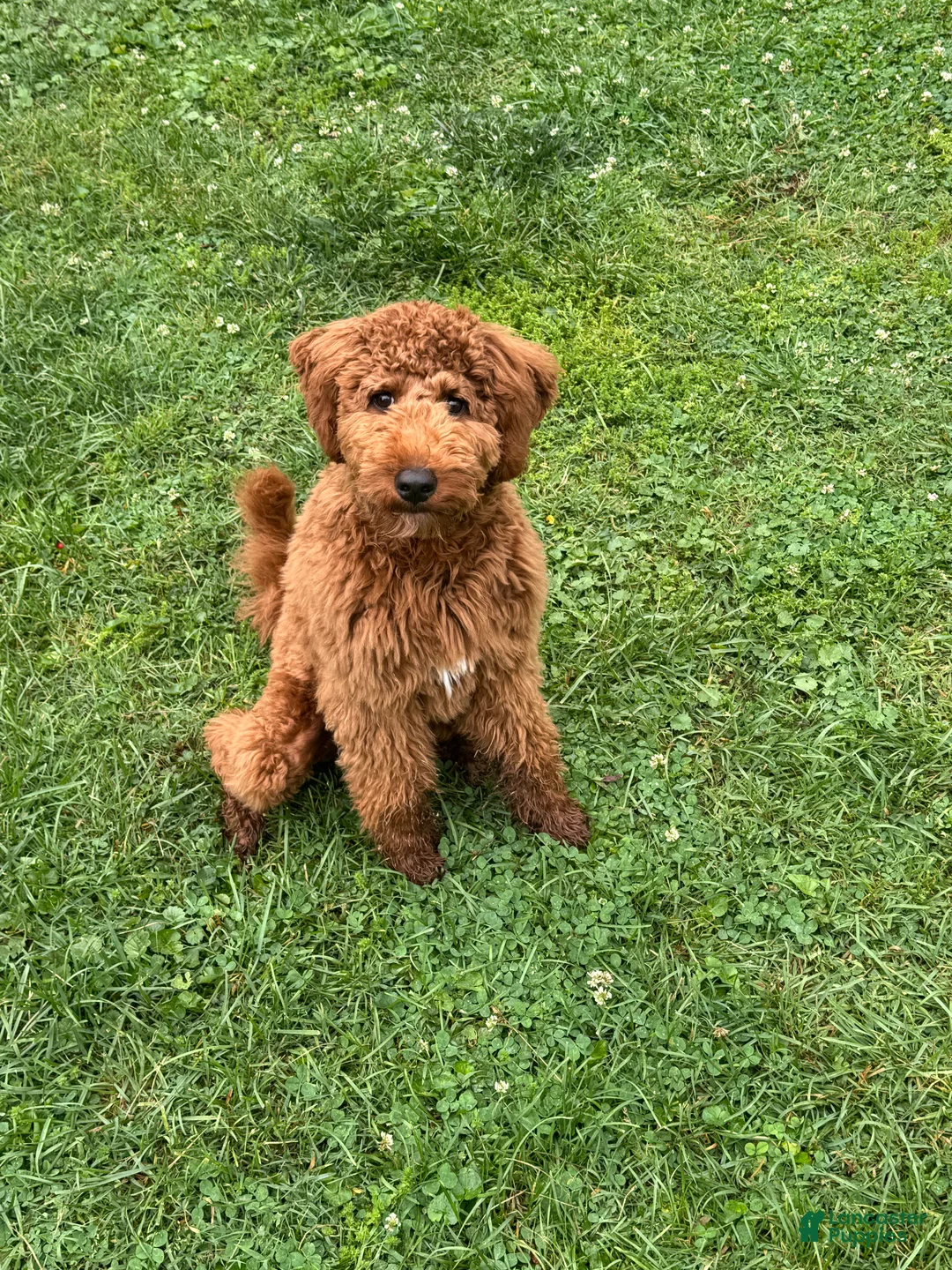 Mini Goldendoodle dogs for sale: Mini Goldendoodle Puppy 2 - Ad 1