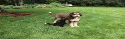 Bernedoodle dogs for sale: Lexi - Ad 7
