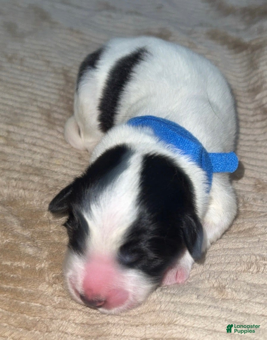 Mixed Breed dogs Mixed Breed 1 - Ad 8