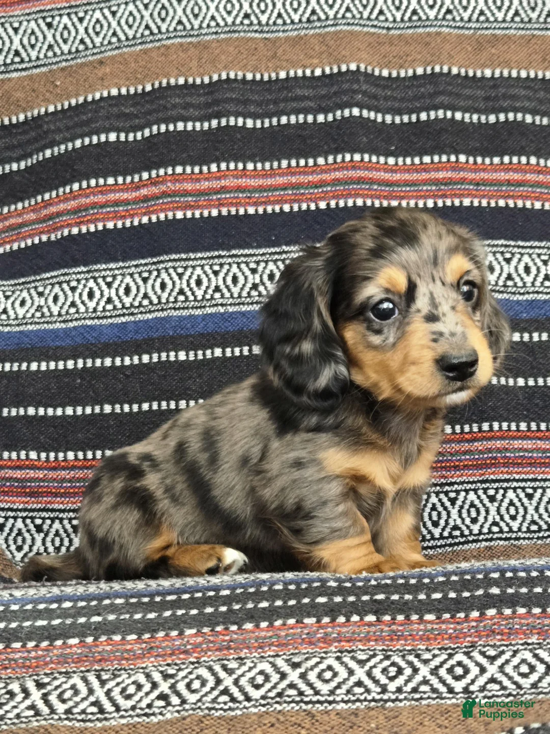 Miniature Dachshund dogs for sale: Miniature Dachshund Puppy 3 - Ad 1