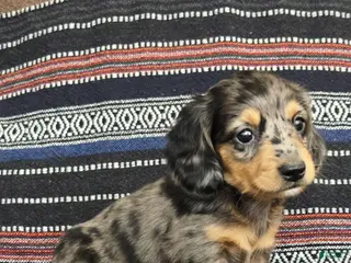 Miniature Dachshund dogs Miniature Dachshund Puppy 3 - Ad 40