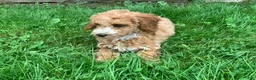 Miniature Poodle dogs for sale: Dora - Ad 5