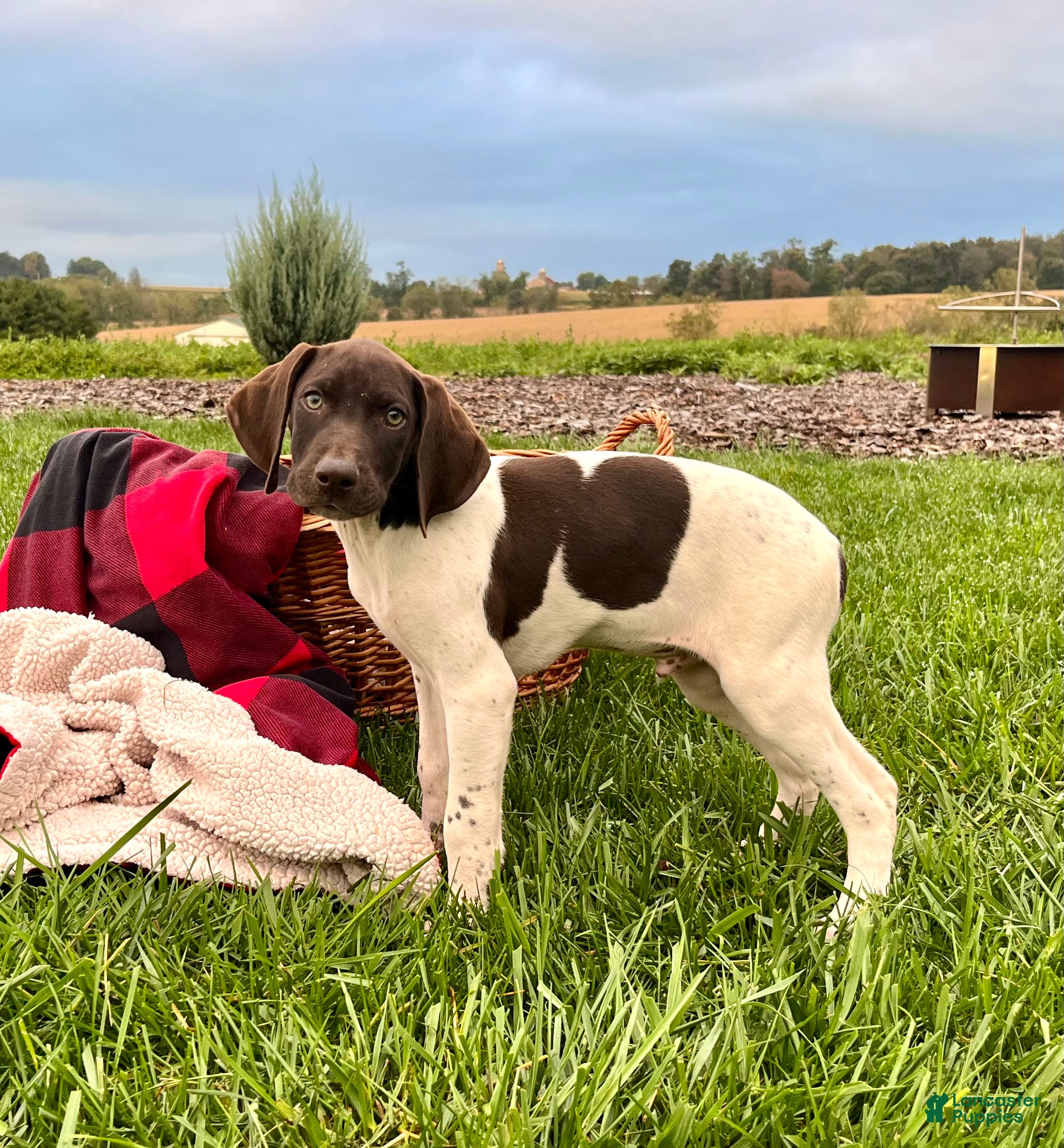 German Shorthaired Pointer