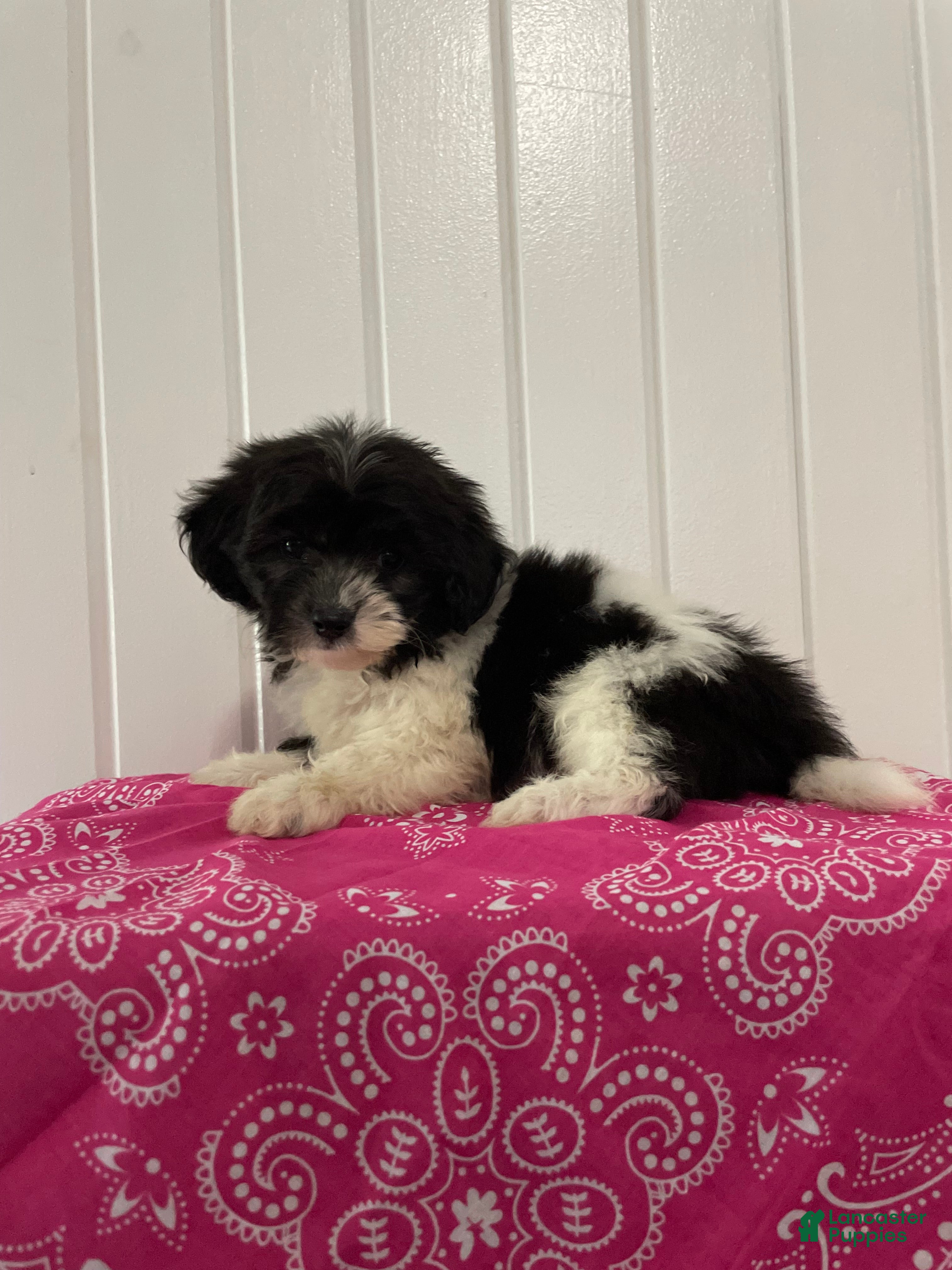 Maltipoo dogs Fifi  - Ad 1