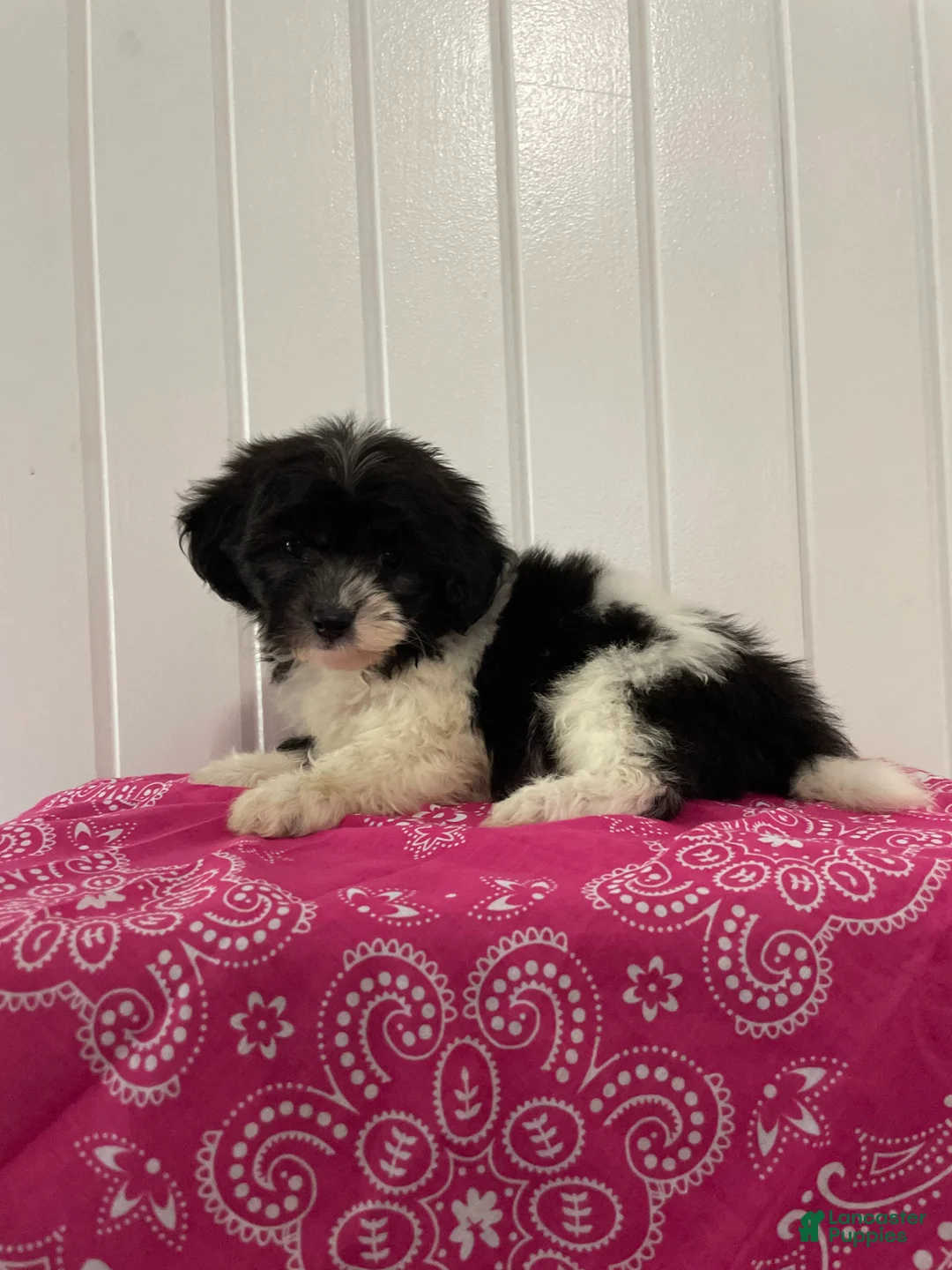 Maltipoo dogs for sale: Fifi  - Ad 1
