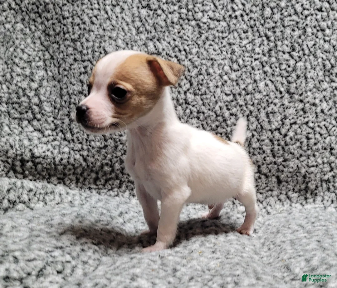 Jack Russell Terrier dogs for sale: Westfork's TATER - Ad 9