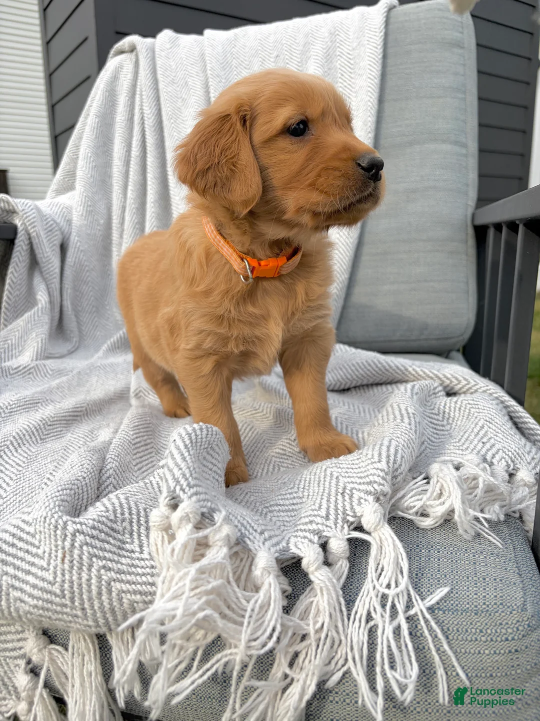 Golden Retriever dogs for sale: Zion (orange collar) - Ad 2