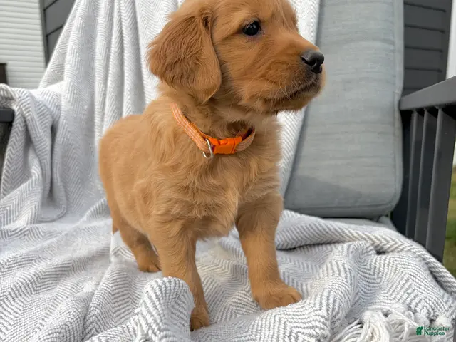 Golden Retriever dogs for sale: Zion (orange collar) - Ad 2
