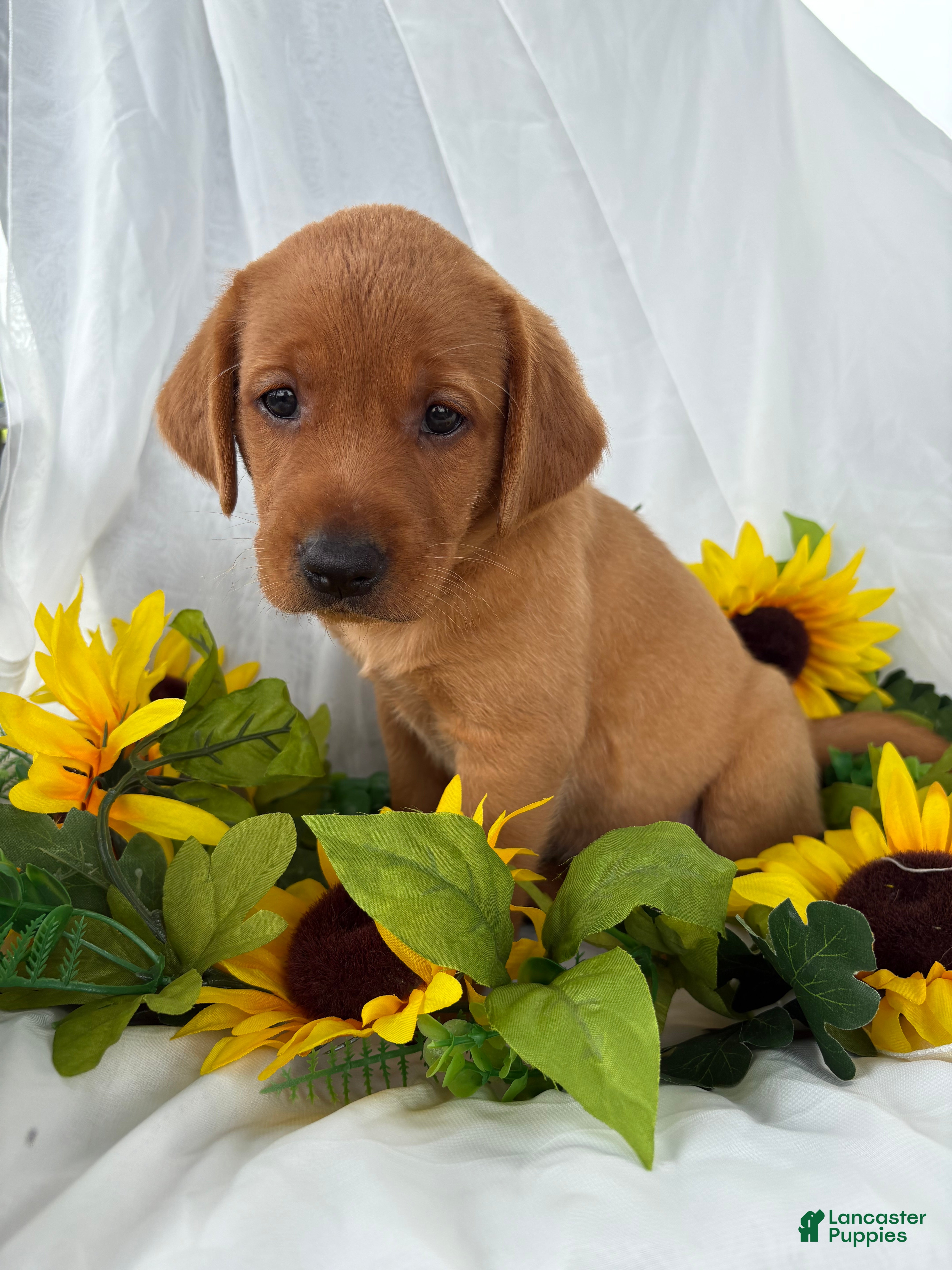 Labrador Retriever dogs Annie  - Ad 7