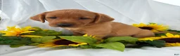 Labrador Retriever dogs for sale: Annie  - Ad 1
