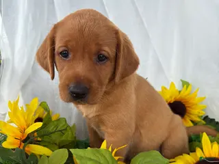 Labrador Retriever dogs Annie - Ad 24