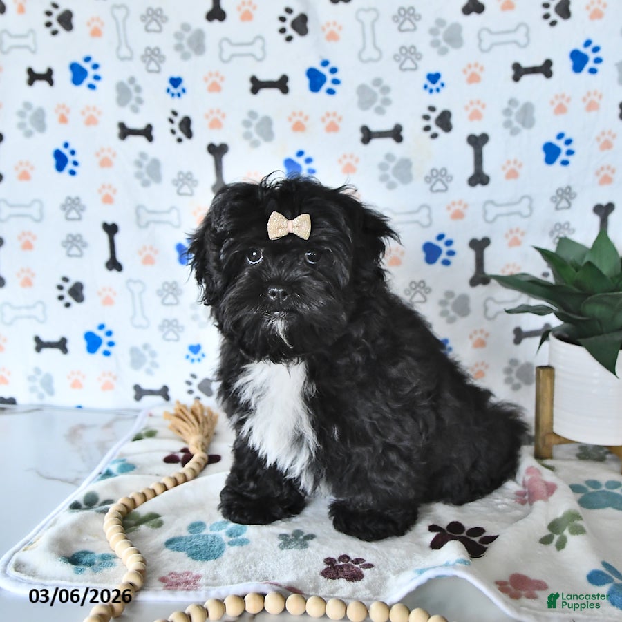 Shihpoo dogs Jackie - Ad 1