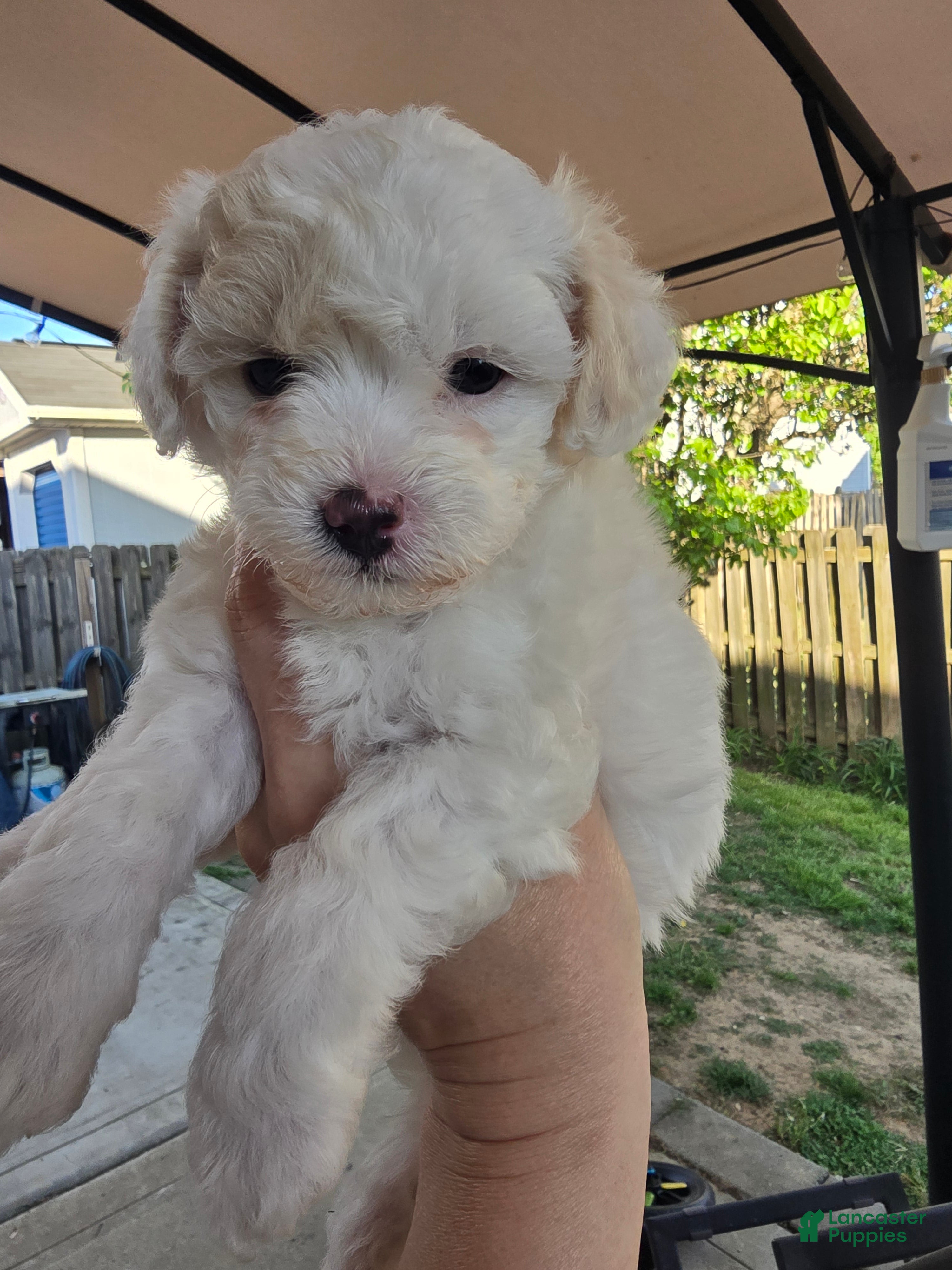 Maltipoo dogs Maltipoo Puppy 3 - Ad 3