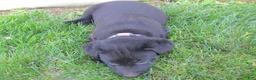 Labrador Retriever dogs for sale: Labrador Retriever Puppy 4 - Ad 14