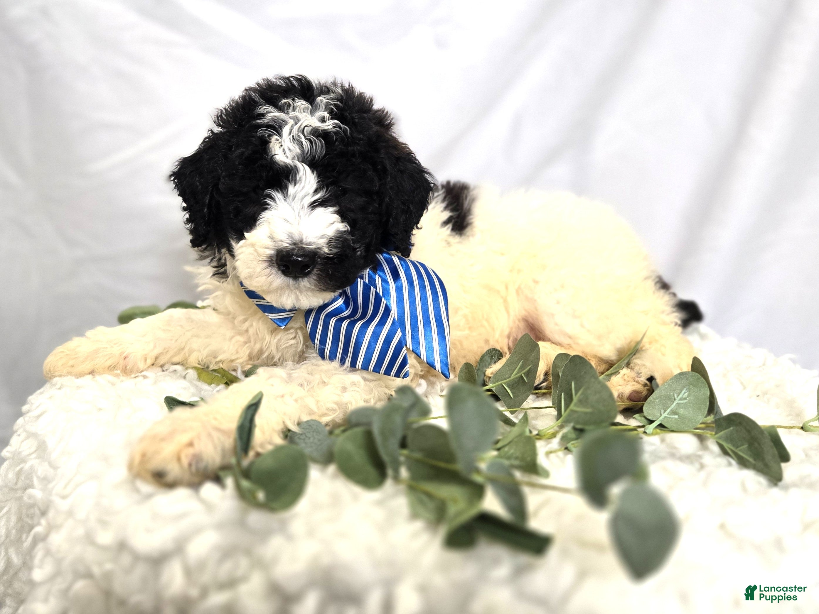 Mini Sheepadoodle dogs Lonnie - Ad 2