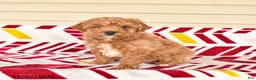 Miniature Poodle dogs for sale: Isaiah - Ad 1