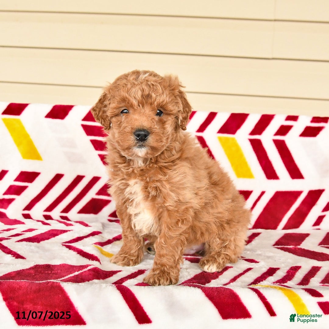 Miniature Poodle dogs for sale: Isaiah - Ad 1