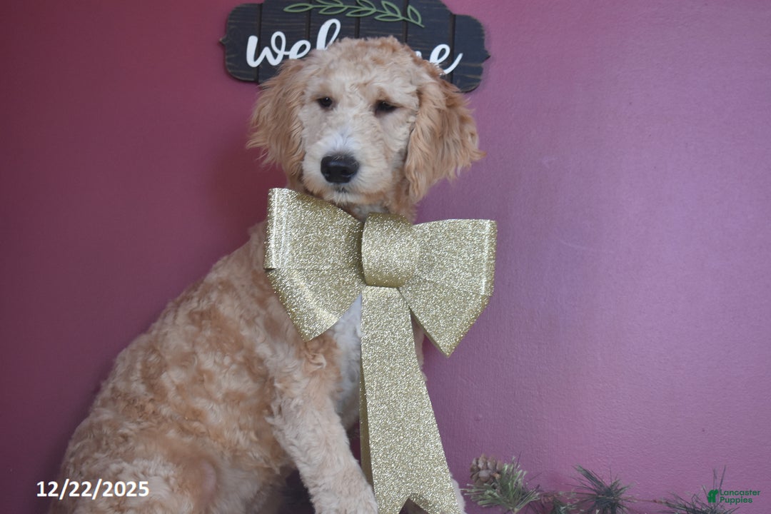 Goldendoodle dogs for sale: Gavin - Ad 4