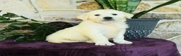 Golden Retriever dogs for sale: Dallas - Ad 3