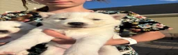 Siberian Husky dogs for sale: Coconut - Ad 3