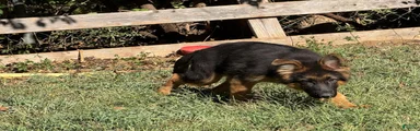 German Shepherd 2