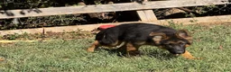German Shepherd dogs for sale: German Shepherd 2 - Ad 1