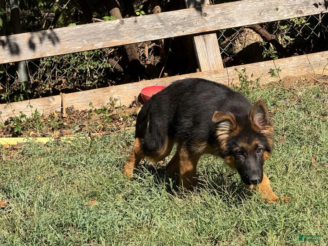 German Shepherd dogs for sale: German Shepherd 2 - Ad 1