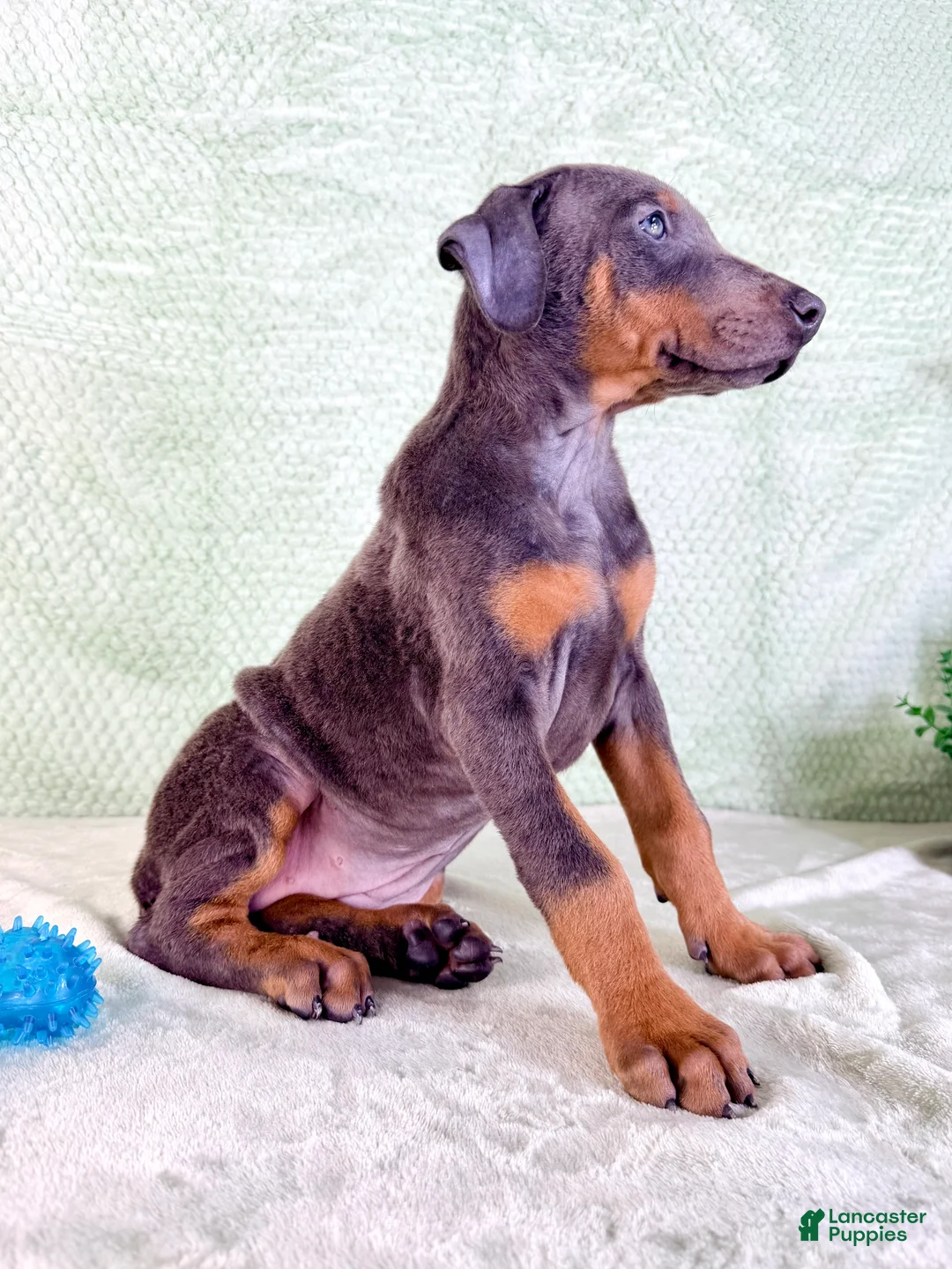 Doberman Pinscher dogs for sale: AKC Iris - Ad 2